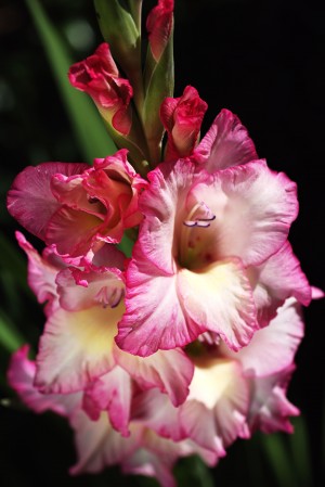 Gladiolus Of Pink